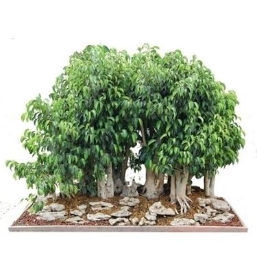 bonsai ficus benjamin-2