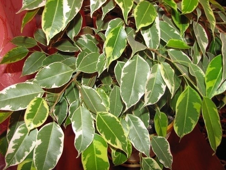 Il bonsai del ficus Benjamin