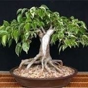 bonsai ficus benjamin-3