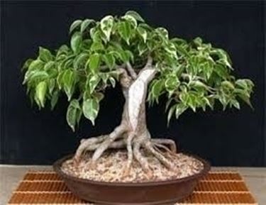 bonsai ficus benjamin-3