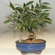 bonsai ficus benjamin