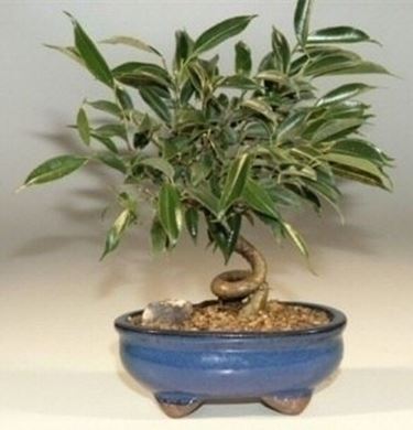 bonsai ficus benjamin