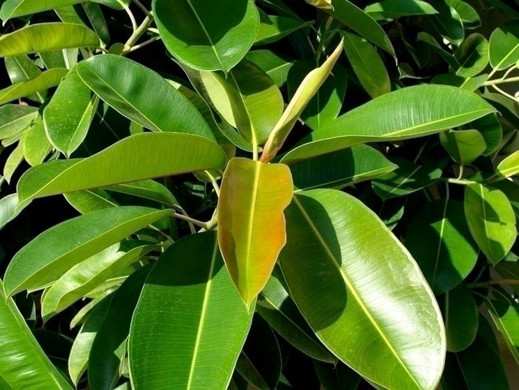 Caratteristiche del bonsai di ficus Benjamin