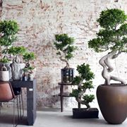 bonsai ficus ginseng