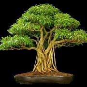 bonsai ficus ginseng-3