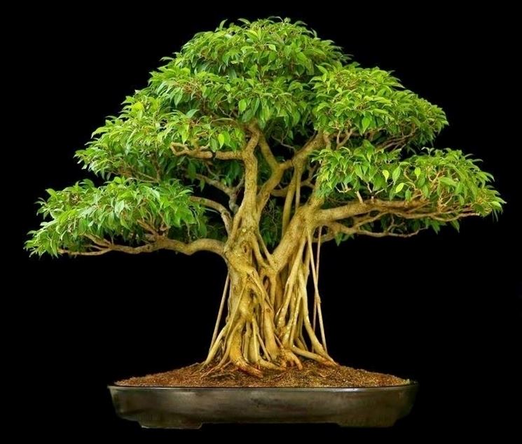 bonsai ficus ginseng-3