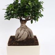 Bonsai ficus ginseng: perch si chiama cos