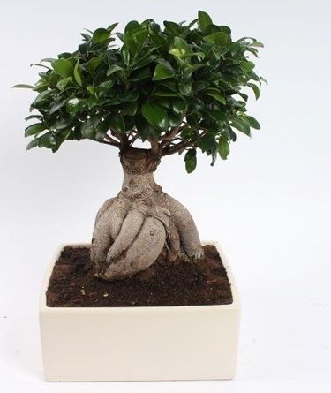 Bonsai ficus ginseng: perch si chiama cos