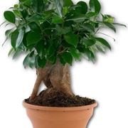 bonsai ficus ginseng