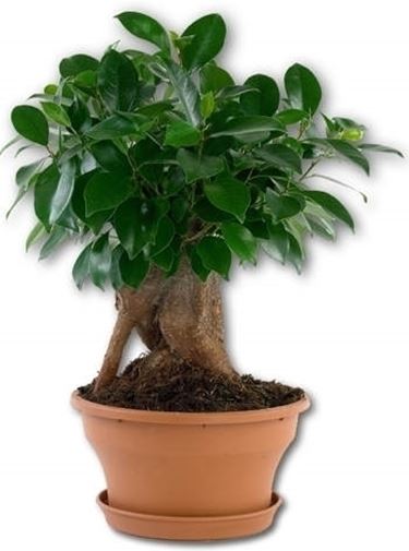 bonsai ficus ginseng
