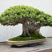 bonsai ficus microcarpa-1