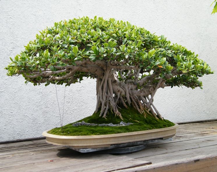 bonsai ficus microcarpa-1