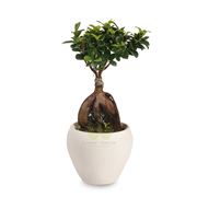 bonsai ficus microcarpa-2