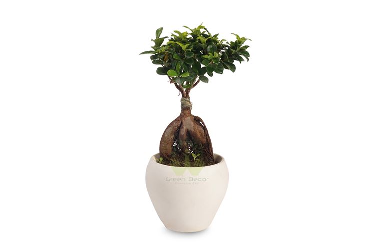 bonsai ficus microcarpa-2