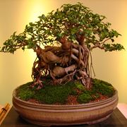 bonsai ficus microcarpa-3