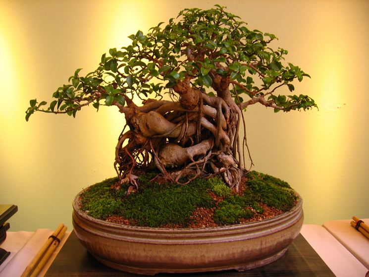 bonsai ficus microcarpa-3