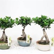 bonsai ficus microcarpa