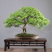 bonsai ficus retusa-1
