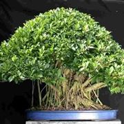 bonsai ficus retusa-2