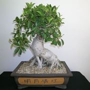 bonsai ficus retusa-3