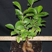 bonsai ficus retusa