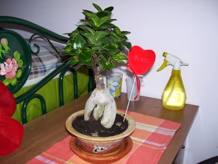 cura bonsai ficus