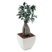 cura del bonsai ficus-1