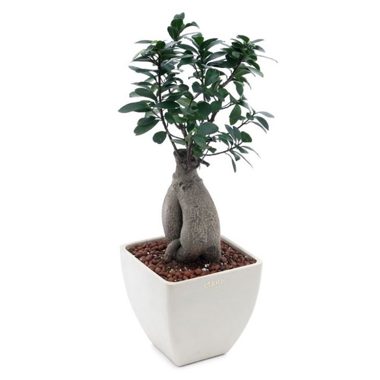 cura del bonsai ficus-1