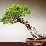 cura del bonsai ficus
