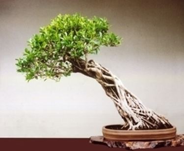 cura del bonsai ficus