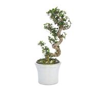 cura di un bonsai ficus-1