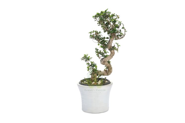 cura di un bonsai ficus-1
