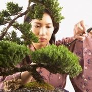 cura di un bonsai ficus