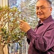 cura di un ficus bonsai-1