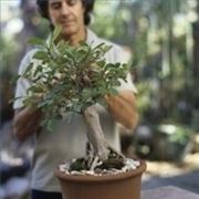 cura di un ficus bonsai-2