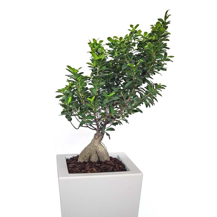 cura di un ficus bonsai-3
