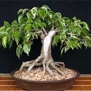 cura di un ficus bonsai-4