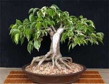cura di un ficus bonsai-4