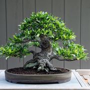 bonsai di ficus