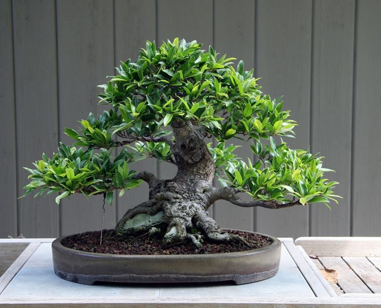 bonsai di ficus