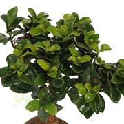 potare un bonsai di ficus-3
