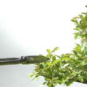 potare un bonsai di ficus-5