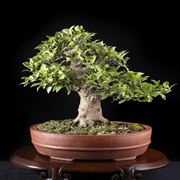 potare un bonsai di ficus