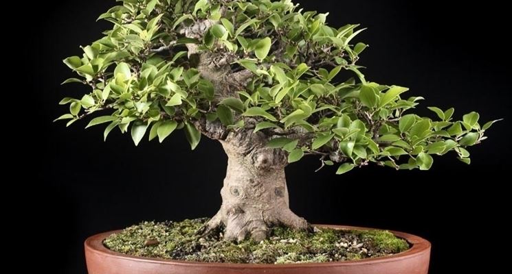potare un bonsai di ficus