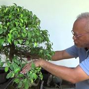 potare un bonsai ficus