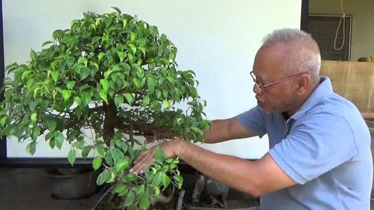 potare un bonsai ficus