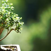 potare un bonsai ficus-2