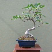 rinvaso bonsai ficus