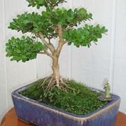 rinvaso del bonsai ficus-1