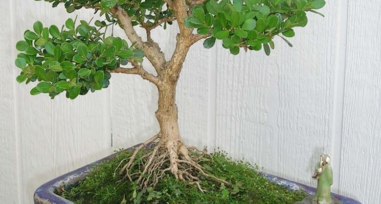 rinvaso del bonsai ficus-1
